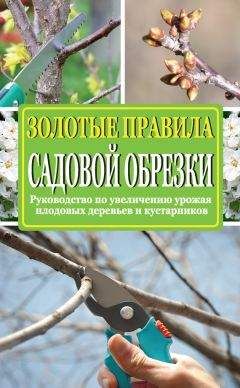 Ирина Окунева - Золотые правила садовой обрезки. Руководство по увеличению урожая плодовых деревьев и кустарников - Читать 📖 Читать онлайн 👀 Читаемые книги читать онлайн бесплатно 🔥 booksread-online.com