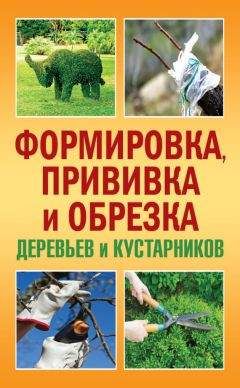 Сергей Макеев - Формировка, прививка и обрезка деревьев и кустарников - Читать 📖 Читать онлайн 👀 Читаемые книги читать онлайн бесплатно 🔥 booksread-online.com