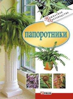 Сборник - Папоротники - Читать 📖 Читать онлайн 👀 Читаемые книги читать онлайн бесплатно 🔥 booksread-online.com