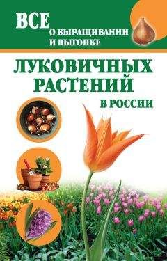 Татьяна Литвинова - Все о выращивании и выгонке луковичных растений в России - Читать 📖 Читать онлайн 👀 Читаемые книги читать онлайн бесплатно 🔥 booksread-online.com