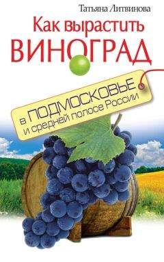 Татьяна Литвинова - Как вырастить виноград в Подмосковье и средней полосе России - Читать 📖 Читать онлайн 👀 Читаемые книги читать онлайн бесплатно 🔥 booksread-online.com