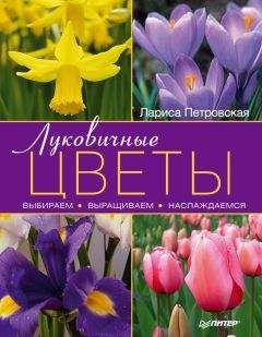 Лариса Петровская - Луковичные цветы: выбираем, выращиваем, наслаждаемся - Читать 📖 Читать онлайн 👀 Читаемые книги читать онлайн бесплатно 🔥 booksread-online.com
