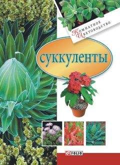 Татьяна Дорошенко - Суккуленты - Читать 📖 Читать онлайн 👀 Читаемые книги читать онлайн бесплатно 🔥 booksread-online.com