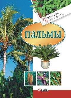 Мария Згурская - Пальмы - Читать 📖 Читать онлайн 👀 Читаемые книги читать онлайн бесплатно 🔥 booksread-online.com
