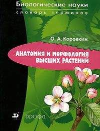 Олег Коровкин - Анатомия и морфология высших растений - Читать 📖 Читать онлайн 👀 Читаемые книги читать онлайн бесплатно 🔥 booksread-online.com