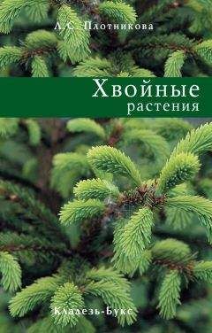 Лилиан Плотникова - Хвойные растения - Читать 📖 Читать онлайн 👀 Читаемые книги читать онлайн бесплатно 🔥 booksread-online.com