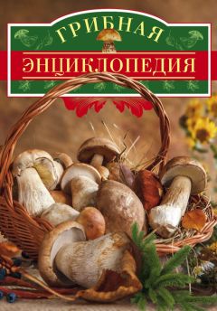 Вадим Арчер - Грибная энциклопедия - Читать | Читать онлайн | Читаемые книги читать онлайн бесплатно | booksread-online.com