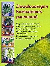 Наталья Логачева - Энциклопедия комнатных растений - Читать 📖 Читать онлайн 👀 Читаемые книги читать онлайн бесплатно 🔥 booksread-online.com