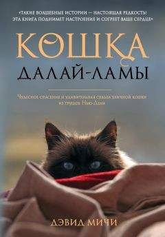Дэвид Мичи - Кошка Далай-Ламы. Чудесное спасение и удивительная судьба уличной кошки из трущоб Нью-Дели - Читать 📖 Читать онлайн 👀 Читаемые книги читать онлайн бесплатно 🔥 booksread-online.com