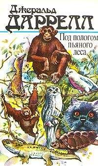 Джеральд Даррелл - Под пологом пьяного леса - Читать 📖 Читать онлайн 👀 Читаемые книги читать онлайн бесплатно 🔥 booksread-online.com
