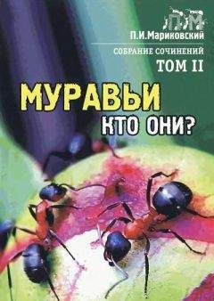 Павел Мариковский - Муравьи, кто они? - Читать 📖 Читать онлайн 👀 Читаемые книги читать онлайн бесплатно 🔥 booksread-online.com