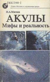 Николай Мягков - Акулы: Мифы и реальность - Читать 📖 Читать онлайн 👀 Читаемые книги читать онлайн бесплатно 🔥 booksread-online.com