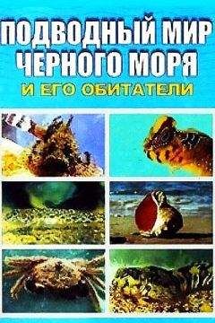 Евгения Искив - Подводный мир Черного моря - Читать | Читать онлайн | Читаемые книги читать онлайн бесплатно | booksread-online.com