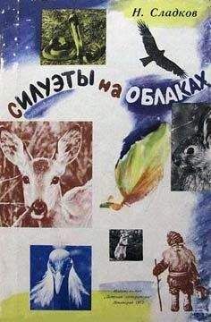 Николай Сладков - Силуэты на облаках - Читать 📖 Читать онлайн 👀 Читаемые книги читать онлайн бесплатно 🔥 booksread-online.com