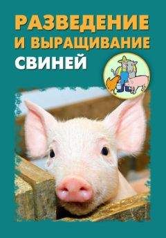 Илья Мельников - Разведение и выращивание свиней - Читать 📖 Читать онлайн 👀 Читаемые книги читать онлайн бесплатно 🔥 booksread-online.com