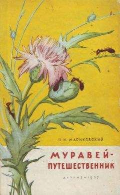 Павел Мариковский - Муравей-путешественник - Читать 📖 Читать онлайн 👀 Читаемые книги читать онлайн бесплатно 🔥 booksread-online.com