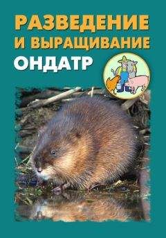 Илья Мельников - Разведение и выращивание ондатр - Читать | Читать онлайн | Читаемые книги читать онлайн бесплатно | booksread-online.com