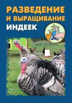 Илья Мельников - Разведение и выращивание индеек - Читать 📖 Читать онлайн 👀 Читаемые книги читать онлайн бесплатно 🔥 booksread-online.com