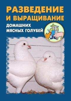 Илья Мельников - Разведение и выращивание домашних мясных голубей - Читать 📖 Читать онлайн 👀 Читаемые книги читать онлайн бесплатно 🔥 booksread-online.com