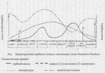 Феликс Борков - О росте и сборах грибов на Кубани - Читать 📖 Читать онлайн 👀 Читаемые книги читать онлайн бесплатно 🔥 booksread-online.com