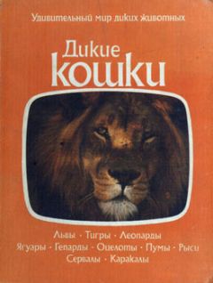 Коллектив авторов - Дикие кошки - Читать 📖 Читать онлайн 👀 Читаемые книги читать онлайн бесплатно 🔥 booksread-online.com