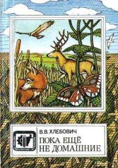 Владислав Хлебович - Пока еще не домашние - Читать 📖 Читать онлайн 👀 Читаемые книги читать онлайн бесплатно 🔥 booksread-online.com