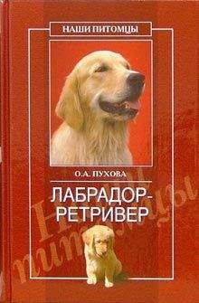 Олеся Пухова - Лабрадор ретривер - Читать 📖 Читать онлайн 👀 Читаемые книги читать онлайн бесплатно 🔥 booksread-online.com