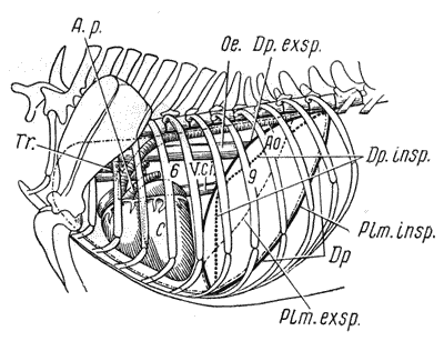 Болезни собак - i_001.png