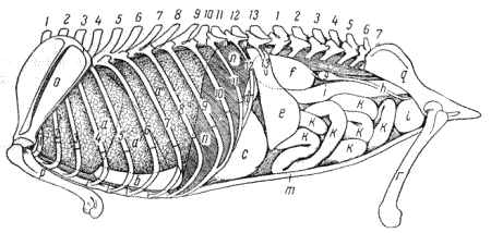 Болезни собак - i_018.png