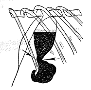 Болезни собак - i_025.png
