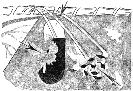 Болезни собак - i_027.png