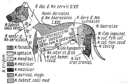Болезни собак - i_036.png