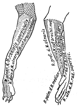 Болезни собак - i_037.png
