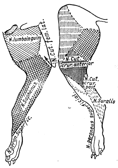Болезни собак - i_038.png