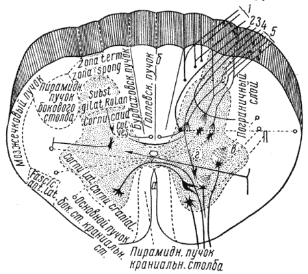 Болезни собак - i_039.png