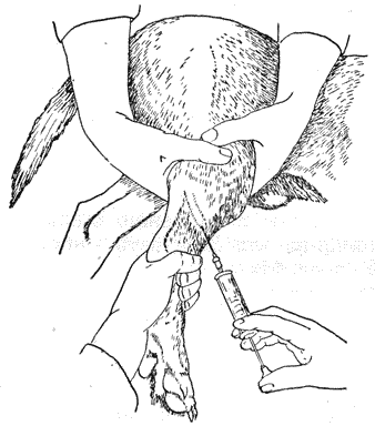 Болезни собак - i_044.png