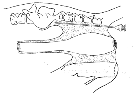 Болезни собак - i_046.png