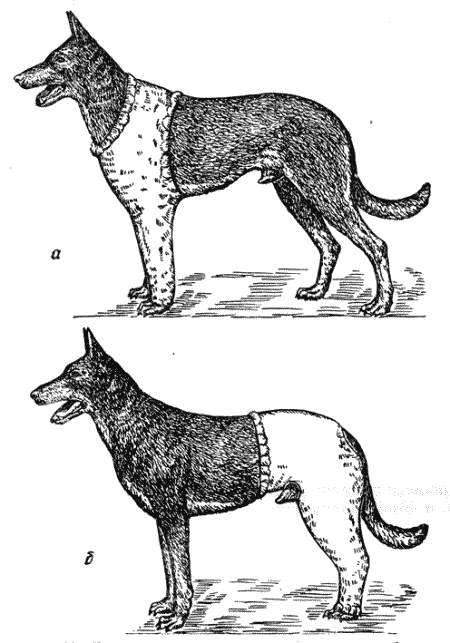 Болезни собак - i_051.png