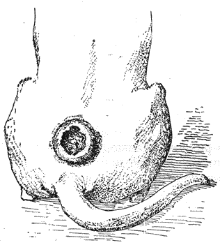 Болезни собак - i_056.png