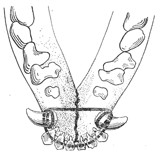 Болезни собак - i_075.png