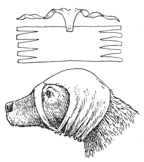 Болезни собак - i_088.png