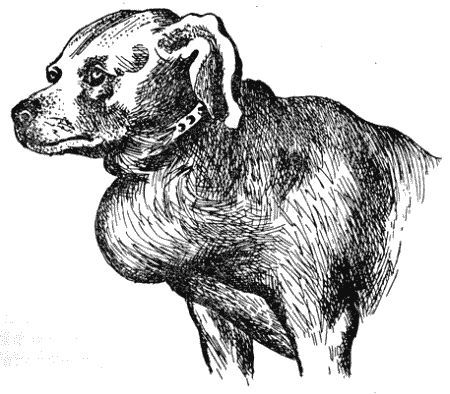 Болезни собак - i_090.png