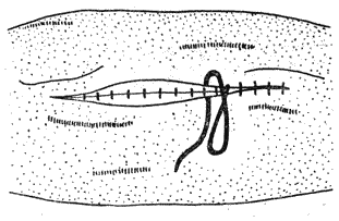 Болезни собак  - i_094.png