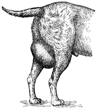 Болезни собак  - i_109.png