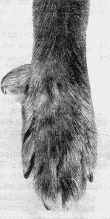 Болезни собак  - i_110.jpg