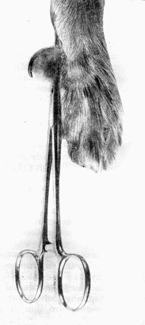 Болезни собак  - i_111.jpg