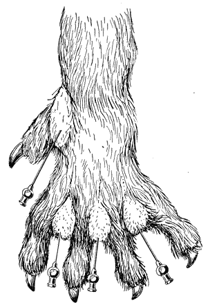 Болезни собак  - i_113.png