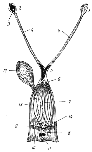 Болезни собак  - i_117.png