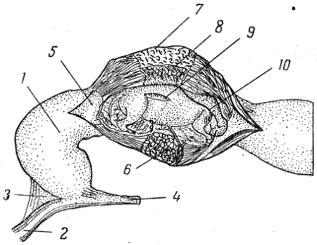 Болезни собак  - i_126.png