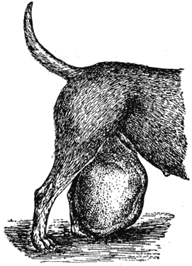 Болезни собак - i_149.png